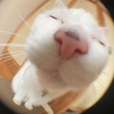 カメラに向かって大胆キス顔！白猫ぷるちゃんの超接写に赤面する人続出