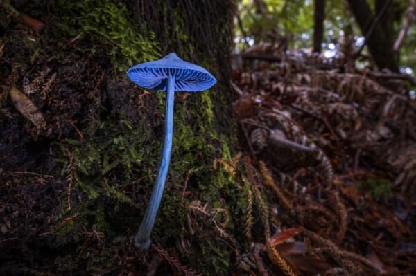 Nommi 400キノコ ブルー ソライロタケ | きのこ図鑑