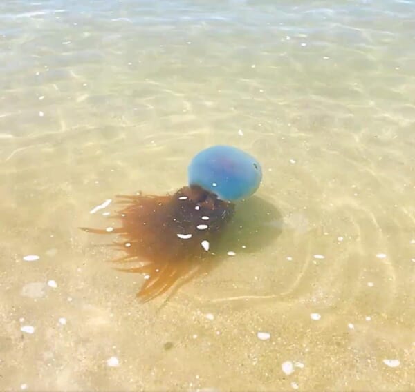 ホイミスライム 2点 熊本県天草の海にホイミスライム出現!?目撃情報にSNS騒然