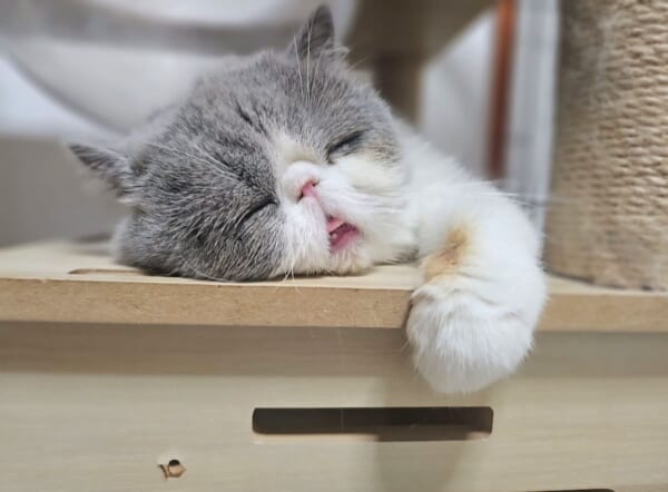 寝落ちした？なんとも言えない表情で熟睡する猫ちゃんが癒やし全開