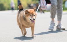 「もはや虐待行為」と批判の声も…夏場の「犬の散歩」、動物ケアスタッフが「危険」と断言する“2つの理由”