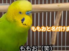 「“ももお”と名付けました」　アドリブだらけの「桃太郎」を聞かせるセキセイインコに大反響「腹筋崩壊した」「天才」