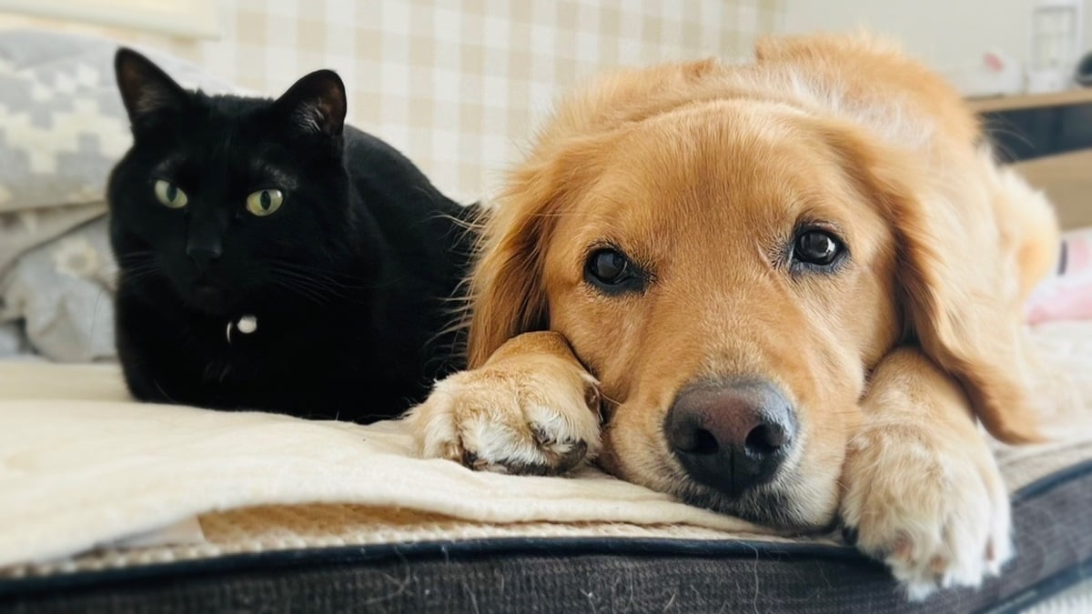 犬＆猫の健康状態　｢便｣｢尿｣で分かる？　受診の目安を動物看護師に聞く