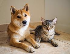 犬＆猫の“熱中症”に注意　どんな症状が出る？　体を冷やす方法は？