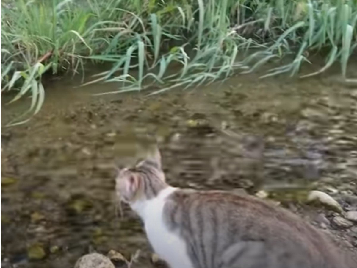 「怖くて跳べないニャ…」　川を渡れない子猫を見守る母猫…親子愛と“結末”に称賛の声「すごい」「感動した」