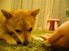 大好きなおやつをもぐもぐ→飼い主に「ちょうだい」って言われたら？　葛藤する柴犬に「賢い」「なんて優しいんだ」