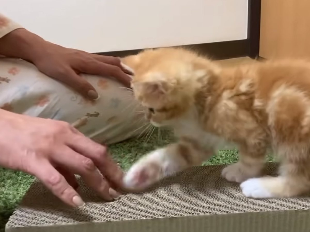 「ひとつ賢くなったニャ」　飼い主をマネして「爪とぎ」をマスターする子猫にメロメロ「なんちゅうかわいさ！」