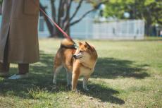 【犬の散歩】毎日行かなきゃダメ？　サボるとどうなるの？　動物看護師に疑問をぶつけてみた