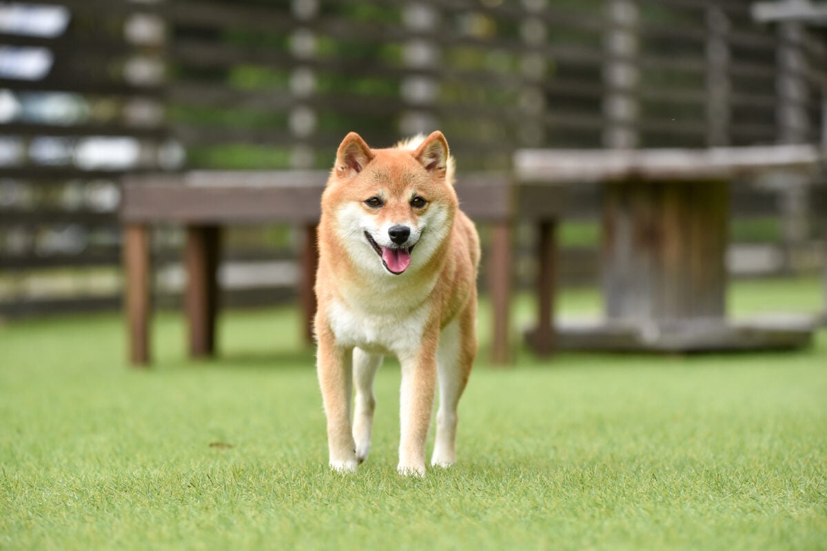 オス犬＆メス犬　どちらの方が飼いやすいの？　犬種によって違う？　気になる疑問を動物看護師に聞く