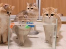 子猫「一体…何だニャ？」　水槽を泳ぐ“おもちゃの魚”を捕まえたい子猫たちに視聴者メロメロ「ほんとにかわいい」