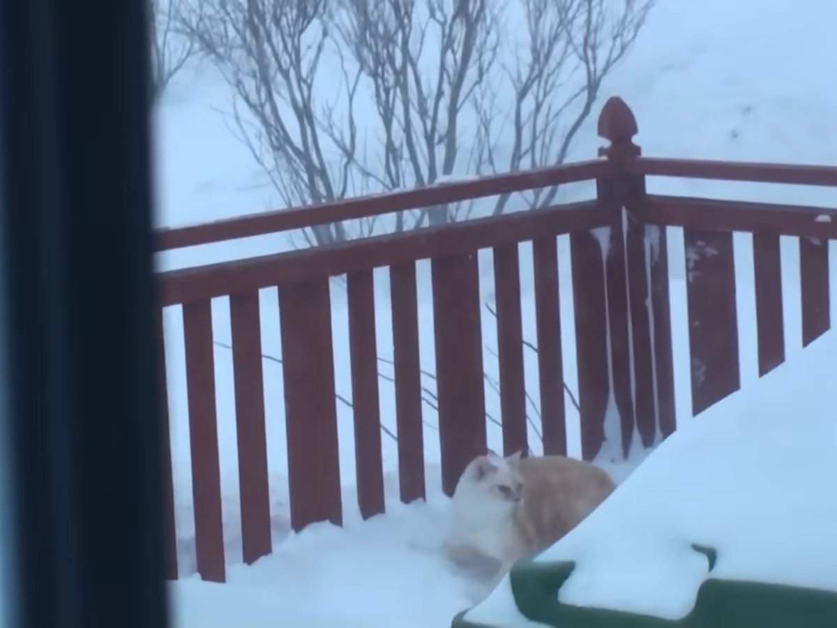 「猫動画で過去イチ笑った」　雪の中でおなかをすかせた猫が選んだ“ごはんへの最短ルート”に驚き＆称賛の声