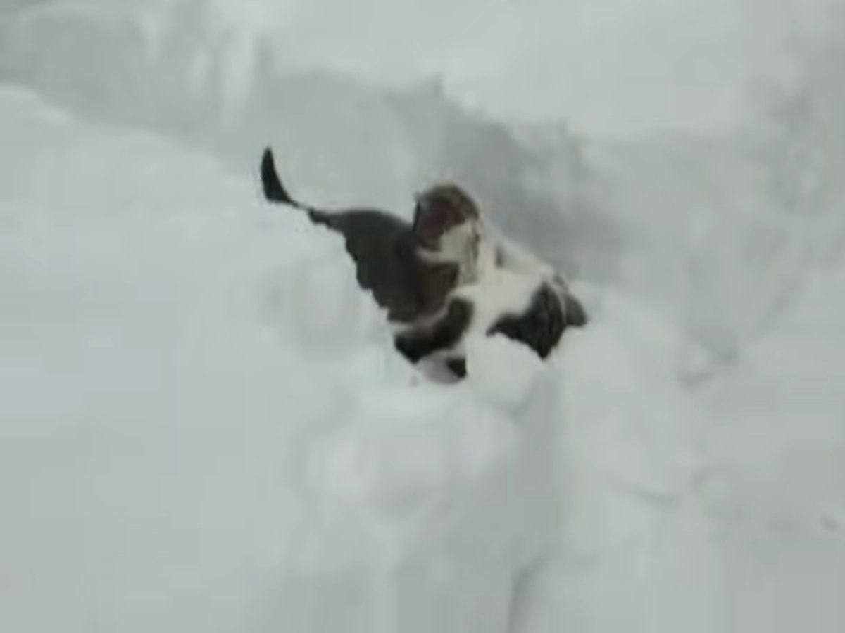 寒くてもへっちゃら？　雪の中で遊ぶ猫が「隠れるニャ！」と突っ込んでいった場所に反響「面白すぎ」「かわいい」