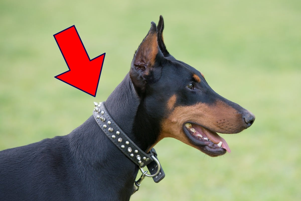 犬の首輪｢トゲトゲ｣何のため？