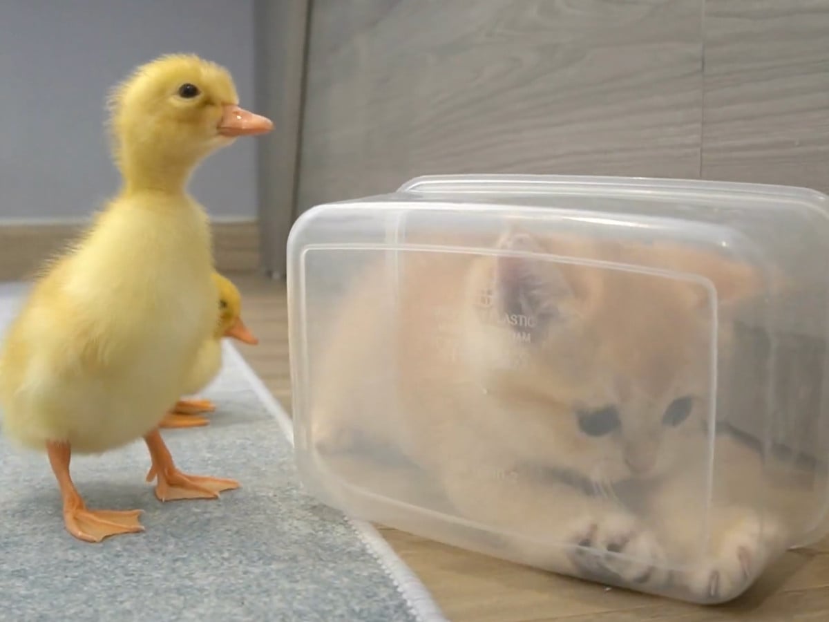 猫トイレ　アヒル商談中 破壊級のかわいさ」「最高の癒やし」 ついてくるアヒルたちそっちのけ