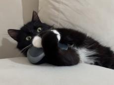 大好きすぎるじゃん！　パソコンの「マウス」をハグして眠る猫の姿がかわいすぎて大反響「抱きしめたい！」