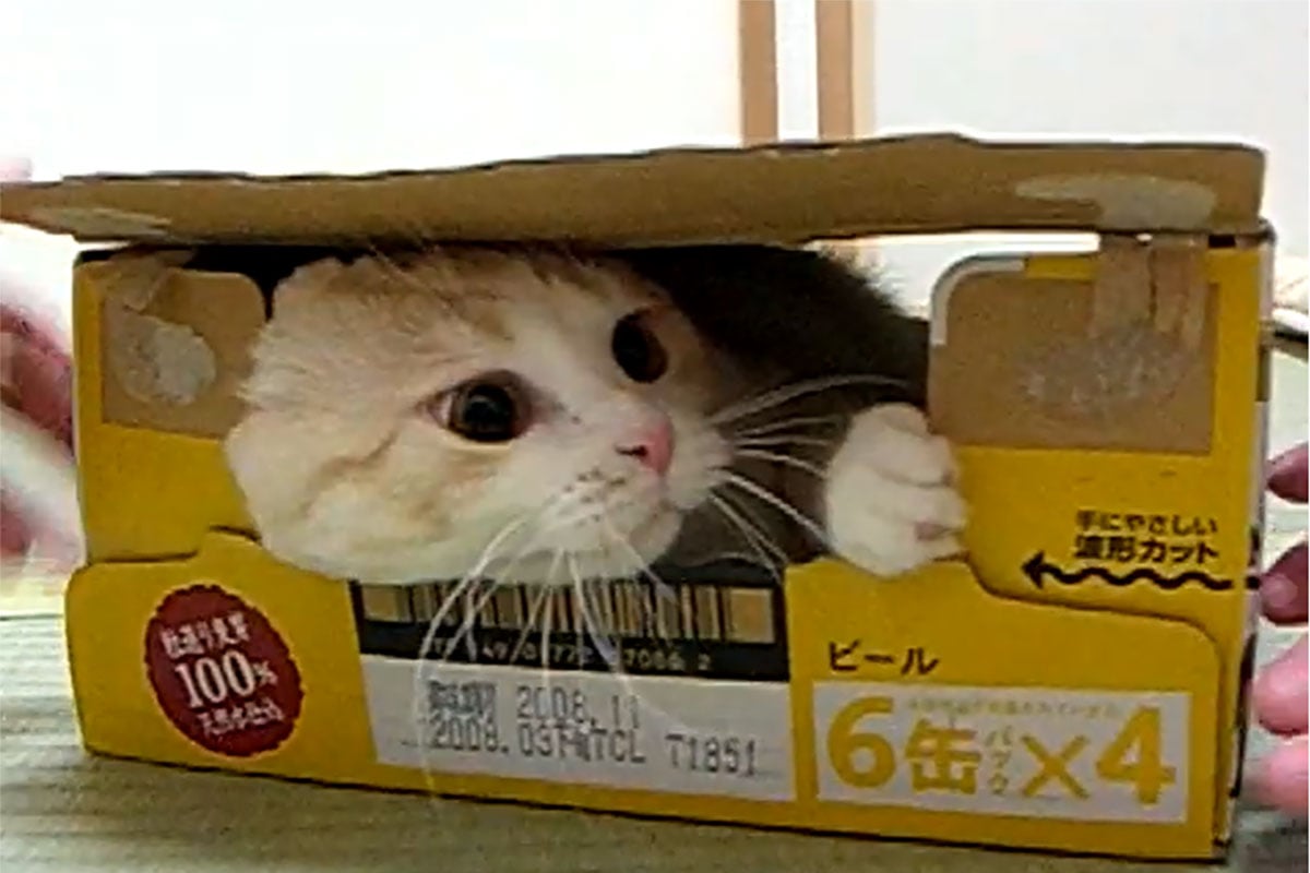 絶対出ニャいもん！」“ビール箱猫”動画に…「16年見続けています