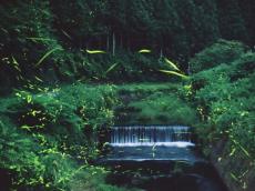 山陰の小京都でホタル観賞　 天然温泉で楽しむ初夏の風物詩