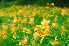 約千株のニッコウキスゲ 　六甲高山植物園で明るい夏色の花が見ごろ