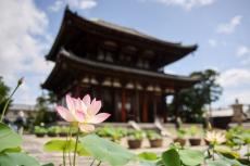 6月14日から「奈良・西ノ京ロータスロード」　奈良市観光協会、蓮で知られる四カ寺巡り
