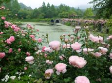 「軽井沢レイクガーテン」に“ローズシーズン”がやってきた　朝のバラの香りが楽しめる “モーニングローズデー”も
