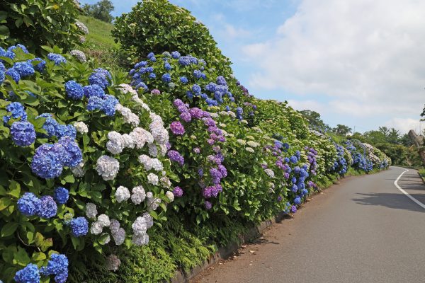 あじさい2000株が花盛り　マザー牧場の群生を鑑賞するなら今だ