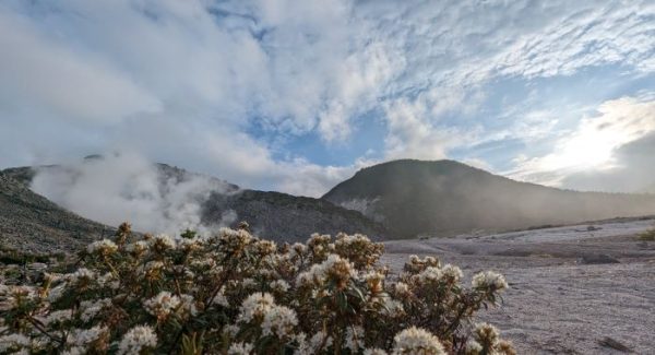 北海道弟子屈町・硫黄山のエゾイソツツジが見頃　噴煙と白い花の大群落が作る圧巻の景色