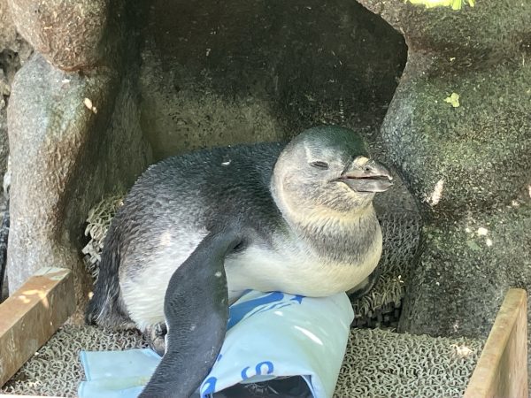 愛称は「ぽてと」に決まり　サンシャイン水族館のケープペンギンの赤ちゃん