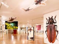昆虫の魅力を、“見る・聞く・体感する”札幌で「世界一美しい昆虫展」開催　　