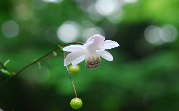 林床に咲く涼しげな花　六甲高山植物園でレンゲショウマが見頃