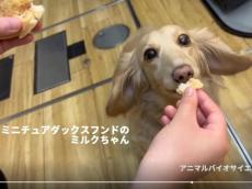 犬といっしょに食べられる食パン「ワンだふる」　長浜バイオ大学と食パン専門店「さすがにオテアゲ」が共同開発