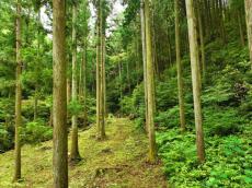 文化遺産の史跡が公園としてオープン歴史探訪も森林浴も楽しめる憩いの場所