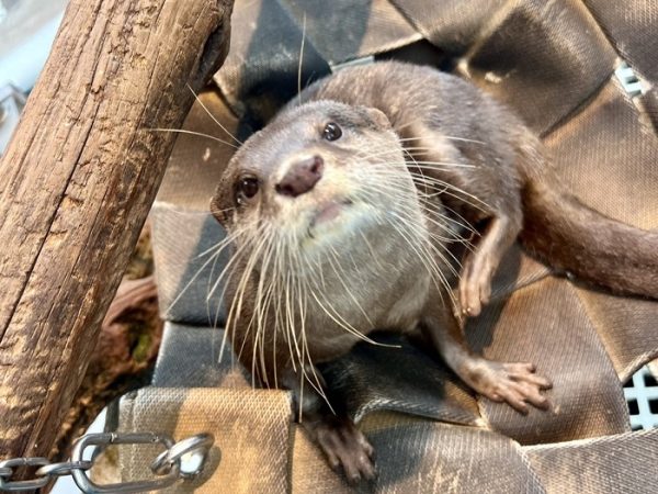 コツメカワウソの「お浜」が4歳に神戸の水族館　「アトア」が9月28日に誕生日会