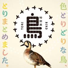 国立科学博物館で初の「鳥類」をテーマとした特別展を開催　600点以上の標本で鳥類の秘密や魅力を徹底紹介