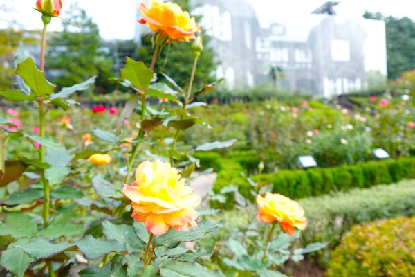 色とりどりの秋バラが見ごろ　旧古河庭園で「秋のバラフェスティバル」開催中