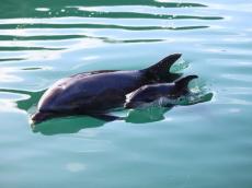 下田海中水族館でイルカの赤ちゃんが誕生　お乳も飲み、お母さんと仲良く泳ぐ姿も