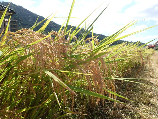 オタマジャクシにも配慮した「農都のめぐみ米」　丹波篠山市で取り組む、生きものや環境にやさしいお米