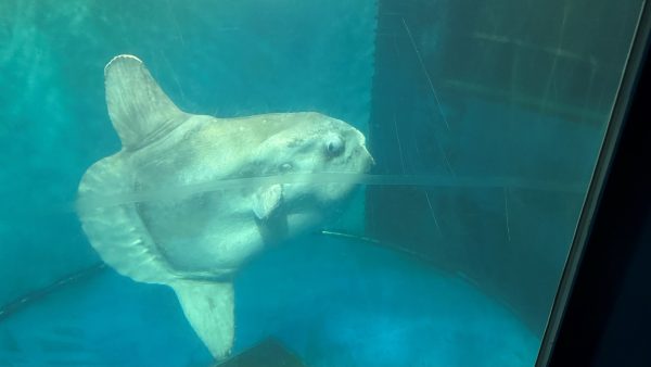 越前松島水族館のマンボウ天国へ　国内で2番目の長期飼育