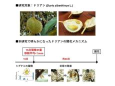 「果物の王様」ドリアンの開花条件明らかに　東京都立大学大学院のグループが研究成果発表