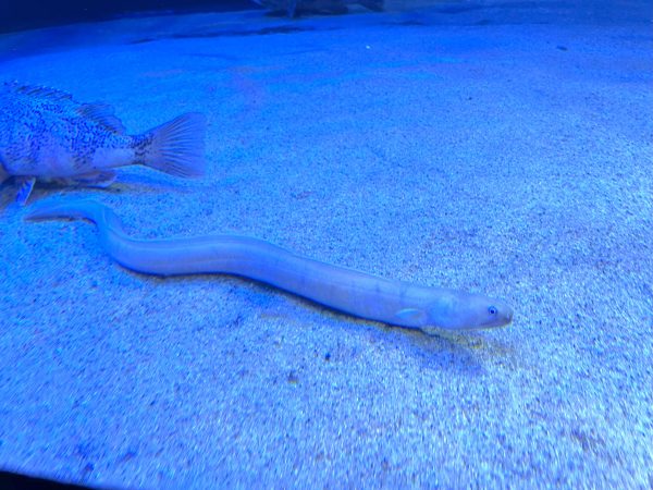 “お掃除をする生き物”からえとのヘビまで　年末年始のサンシャイン水族館も面白そう