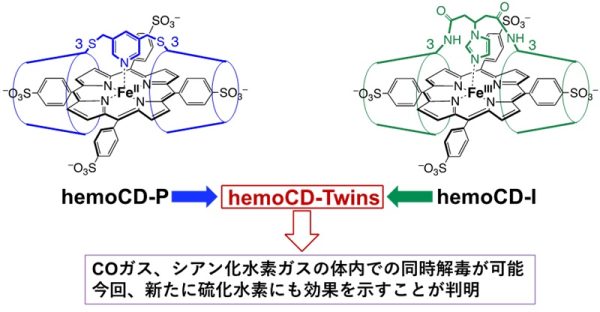 硫化水素中毒の解毒剤開発に成功　同志社大と佐賀大の研究グループ