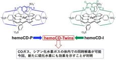 硫化水素中毒の解毒剤開発に成功　同志社大と佐賀大の研究グループ