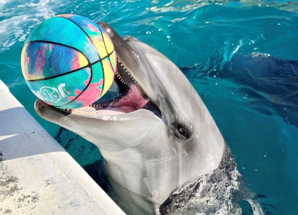 昨夏誕生したバンドウイルカの愛称をお母さんイルカが発表　横浜・八景島シーパラダイスで1月23日に