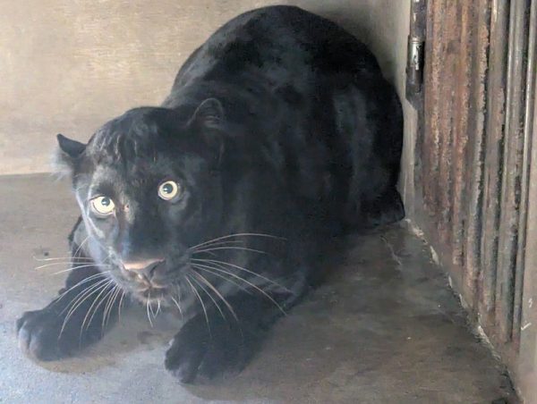 希少種クロヒョウの公開開始　宇都宮動物園、「午後3時以降は見られる可能性高い」