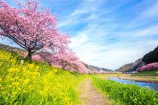 春は河津桜から——「みなみの桜と菜の花まつり」「休暇村南伊豆」が宿泊者限定のシャトルバス運行