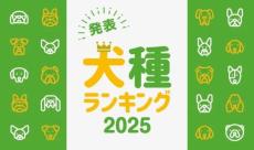 トイ・プードルから1位の座を奪った犬種は？　「人気犬種ランキング2025」を発表