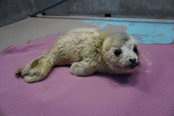 しながわ水族館のゴマフアザラシ“しぶき”　1歳の誕生日イベントを開催