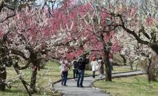 神代植物公園で「春の催し～東風吹かば 春を愉しむ～」　2月上旬～4月にさまざまな花の催しを開催