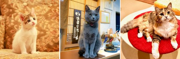 全国の宿 自慢の看板猫ランキング「はっさく」ちゃんが1位に輝く