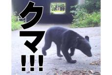 「クマにお歌を教えてあげたよ」秋田県で人身被害が拡大…背景にあった獣と共存してきた山間集落の消滅