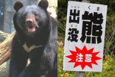 【こたつクマを生きたまま放獣】「成獣になったばかりの痩せたクマなので…」市役所に寄せられる賛否の意見　担当者は「切迫した状況で、殺すか生かすかありきの対応はできない」